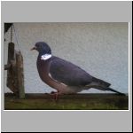 wood pidgeon.jpg